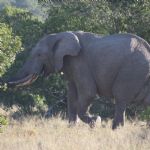 Kenya (301)